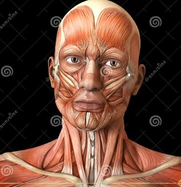 頭像結(jié)構(gòu)：劉老師解析人頭像到頭骨的逆向思維（上）